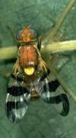 Walnut Husk Fly Walnut Husk Fly