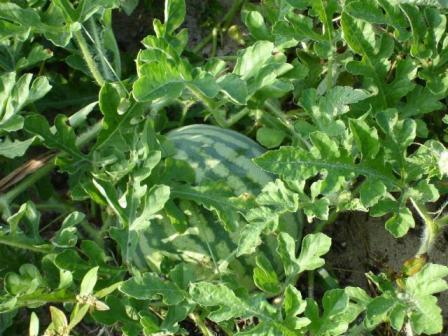 Watermelon Plants