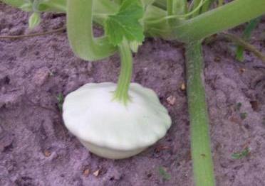 White Patty Pan Squash