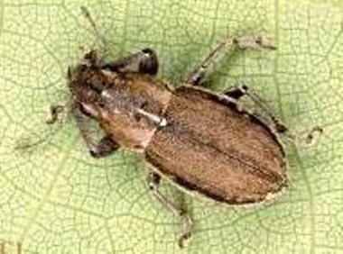 Whitefringed Beetle