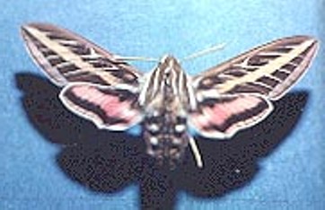 Whitelined Sphinx Moth