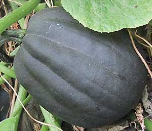 Winter Squash Plant