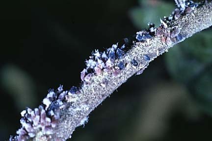Woolly Apple Aphid Woolly Apple Aphid