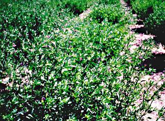 Alfalfa plant Alfalfa plant