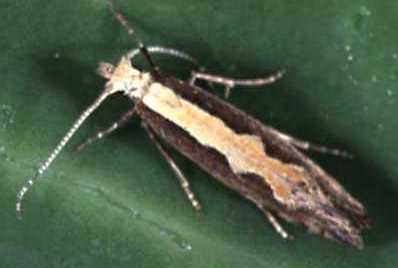 Adult Diamondback Moth