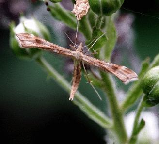 Artichoke Plume Moth Artichoke Plume Moth