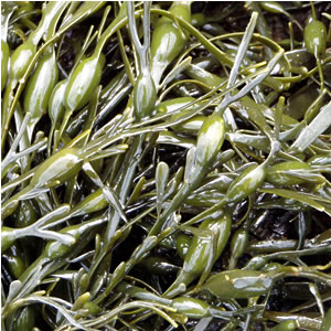Ascophyllum nodosum - Kelp Meal Ascophyllum nodosum - Kelp Meal