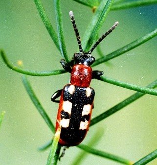 Asparagus Beetle