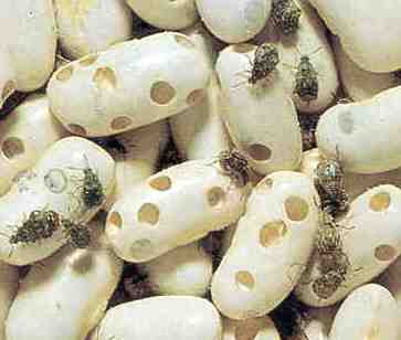 Bean Weevil Bean Weevil