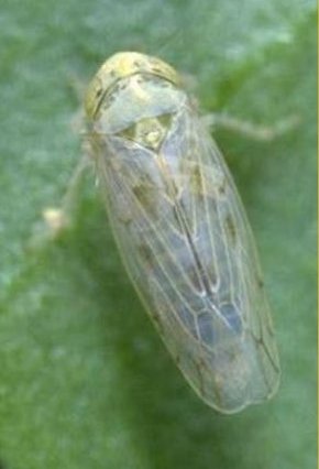 Beet Leafhopper Beet Leafhopper