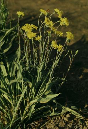 Black Salsify Plant