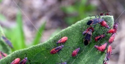 Boxelder Bug Boxelder Bug