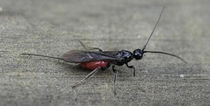 Braconid Wasp