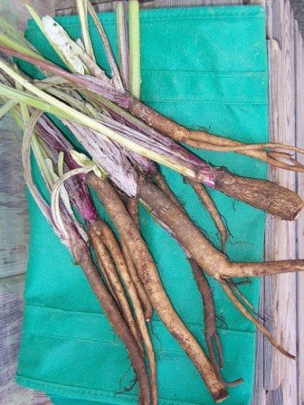 burdock root