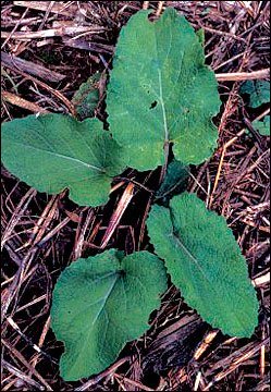 burdock