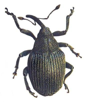 Cabbage Curculio Cabbage Curculio