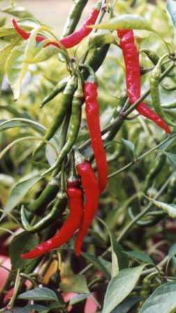 Cayenne Peppers