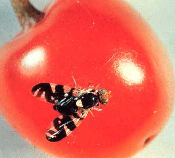 Cherry Fruit Fly