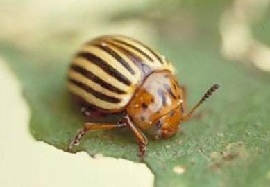 Colorado Potato Beetle