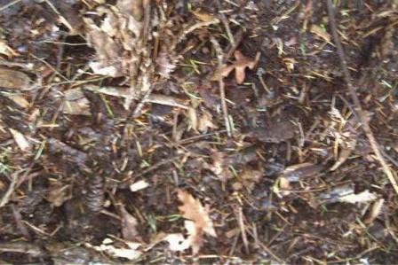 Compost Mulch