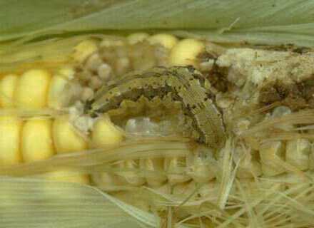 Corn Earworm Corn Earworm