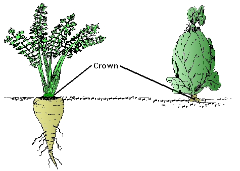 crown damage