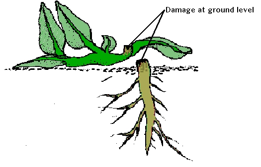 damage at ground level