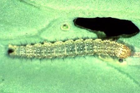 Larva Diamondback Moth