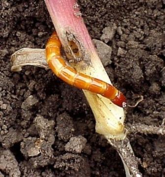 Eastern Field Wireworm Eastern Field Wireworm