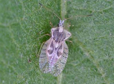 Eggplant Lace Bug