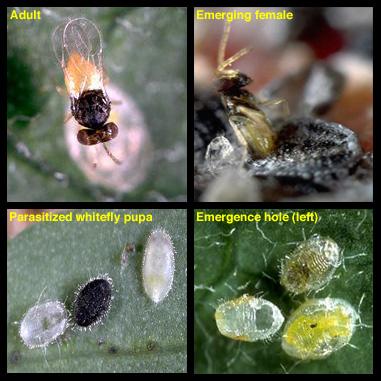 Encarsia formosa Encarsia formosa
