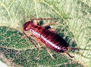 European Earwig