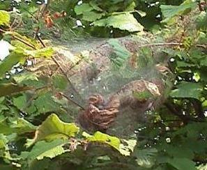 Fall Webworm Web