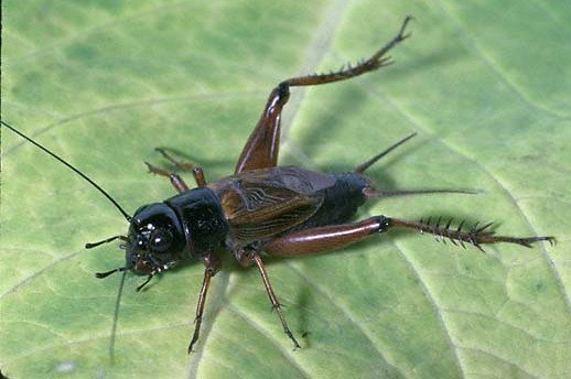Field Cricket Field Cricket