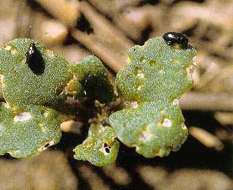 Flea Beetle Flea Beetle