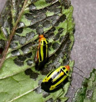 Fourlined Plant Bug Fourlined Plant Bug
