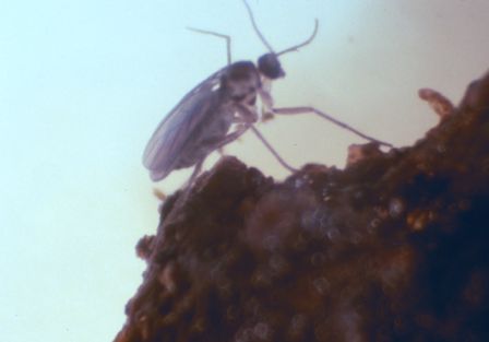Fungus Gnat Fungus Gnat