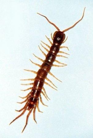 Garden Centipede Garden Centipede