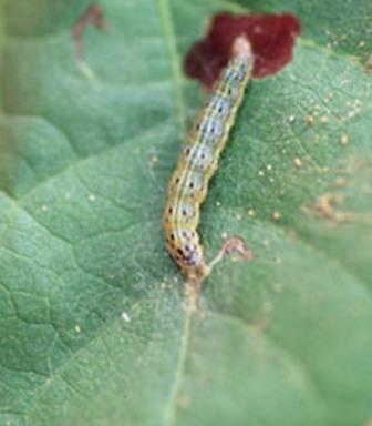 Garden Webworm Garden Webworm