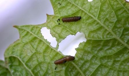 Grape Flea Beetle Larva