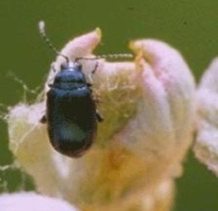 Grape Flea Beetle Grape Flea Beetle