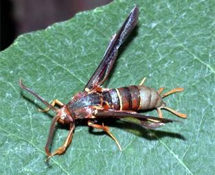 Adult Grape Root Borer