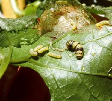 Grapeleaf Skeletonizer