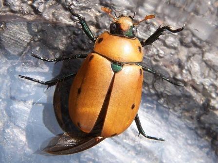 Grapevine Beetle Grapevine Beetle