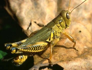 Grasshopper Grasshopper