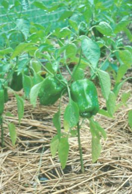 Green Bell Pepper