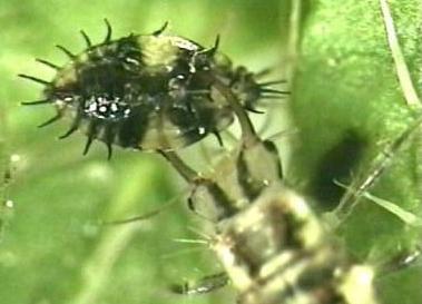 Green Lacewing Larva Green Lacewing Larva