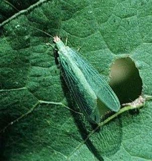Green Lacewing Green Lacewing