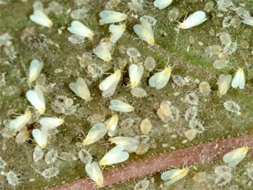 Greenhouse Whitefly Greenhouse Whitefly