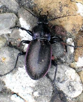 Ground Beetle Ground Beetle